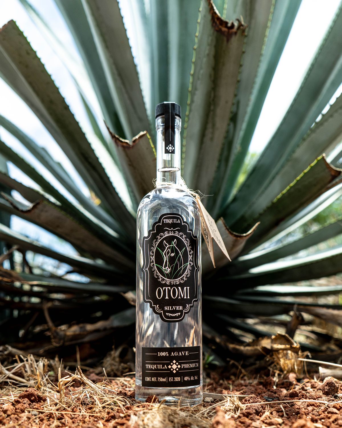 Agave reception